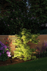Paulmann Garden/footpath Lighting Fixture - 93696